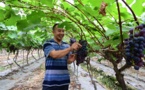 Migrant worker returns to home town, runs eco-friendly farm and contributes to poverty alleviation