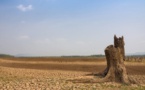 Tchad : à Mongo, un plan national d'adaptation aux changements climatiques à l'étude