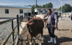 “I just happen to live in a great era” - story of a Chinese cattle dealer fighting poverty