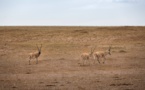 China’s Sanjiangyuan National Park becomes ideal home of Tibetan antelopes