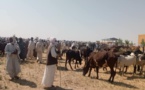 Tchad : un marché à bétail inauguré à Karmé, au Hadjer Lamis