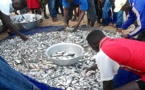 Togo : Plus de 37 000 tonnes de poissons capturés entre 2018 et 2019