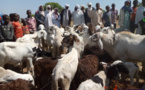 Tchad : la vaccination de 400.000 têtes d'animaux lancée au Lac