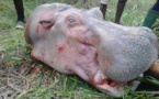 Togo : L’hippopotame toujours en danger