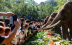 Asian elephants’ Sweet home in Yunnan