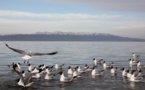 China employs 546 "fish guards" to protect ecology in Qinghai Lake