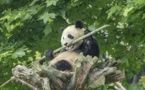 Habitats of endangered wild animals improve evidently in China