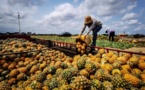 Digital technologies give a leg up to pineapple business of south China's Xuwen