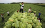 ‘Pairing assistance’ program in China introduces fruits from Xinjiang to rest of the country