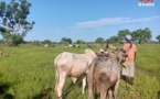 Tchad : des jeunes s'organisent pour les activités agricoles dans les villages