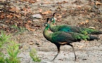 Population of green peafowl sees steady recovery in China