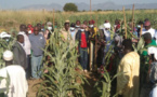 Tchad : la ministre du Développement agricole au chevet des provinces du Guera, Batha et Salamat