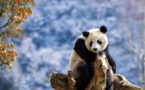 China’s protection of giant pandas brings significant benefits to other species