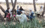 Tchad : au Kanem, Action contre la Faim redonne de l’espoir aux populations