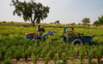 Guinée : le FAD accorde près de 23 millions $ pour améliorer la production et la productivité vivrières