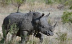 Des rhinocéros d'Afrique du Sud bientôt transférés au Tchad