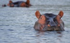 Malawi : une attaque d’hippopotame contre un bateau a fait 24 disparus