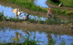 Crested ibis see growth in population, habitat area