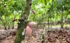 Le programme de crédit de la Banque africaine de développement permet à un distributeur d’intrants agricoles de décupler l’offre d’engrais pour les plantations de cacao en Côte d’Ivoire