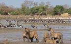 Tchad - Zakouma: un paradis naturel à découvrir