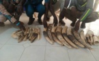 Lutte contre le trafic d'espèces sauvages au Togo : 4 trafiquants présumés d'ivoire arrêtés à Kara