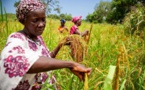 RDC : la BAD accorde un prêt de 260 millions $ pour renforcer le secteur agricole 