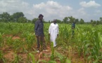 Tchad : 52,5 hectares de sorgho et d'arachide détruits par les éléphants dans le canton Gueble