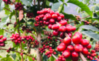 Coffee industry brings prosperity to China's Xinzhai village