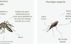 Dengue ou paludisme? Comment distinguer les maladies transmises par les moustiques