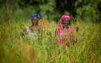 Guinée-Sénégal-Togo : la BAD accorde 102,79 millions $ pour soutenir les agriculteurs