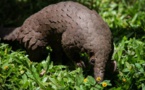 Le pangolin d’Afrique en danger