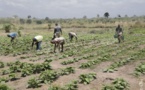 Côte d'Ivoire- Sécurité Alimentaire : Le gouvernement renforce la production agricole