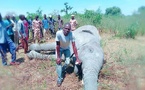 Tchad : SOS Éléphants plaide pour la protection des éléphants et condamne les violences contre une dame