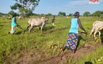 Des femmes labourent un champ au sud du Tchad. © Alwihda/Archives