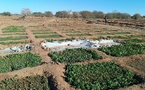 Tchad - Amdjarass : Un jardin partagé entre les Tchadiens et les réfugiés Soudanais pour une paix cultivée