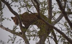 Tchad - Un joyau rare : l'observation d'un léopard au Parc National de Zakouma