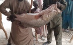 Un monstre des profondeurs du lac Tchad : Un pêcheur de Bosso capture un poisson géant de 45 kg !