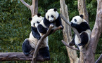 Giant pandas a golden signboard of Sichuan's ecotourism