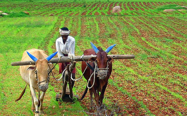 En Inde, berceau de la révolution verte, la BAD exposera sa vision de la transformation agricole en Afrique