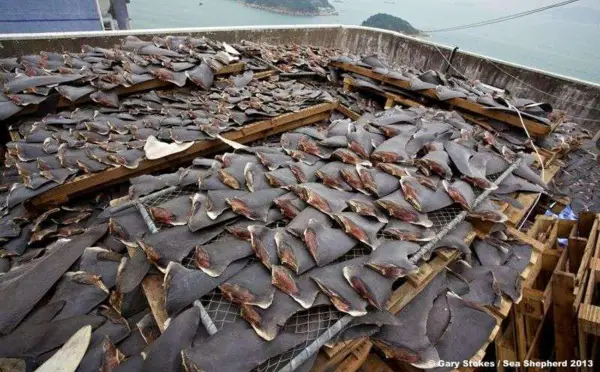 Trafic d’ailerons des chondrichtyens : les requins plus menacés que les éléphants et les grands félins