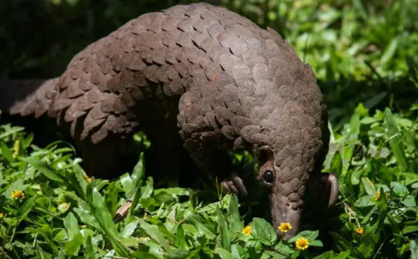 Le pangolin d’Afrique en danger