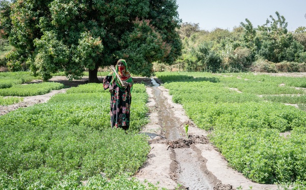 Tchad : Le PAM redonne vie aux terres tchadiennes, grâce au soutien américain