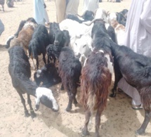 Tchad : fluctuations des prix du mouton à Moussoro
