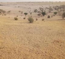 Ceinture verte au Tchad: Bilan et perspectives d'une initiative prometteuse