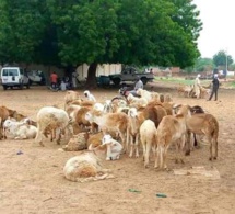 Prix des moutons à la Tabaski au Tchad : Hausse à Goz-Beïda, baisse à N'Djaména