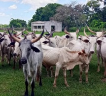 Tchad - Mandoul : Récupération de 32 bœufs d'attelage