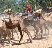 Tchad : La transhumance, un défi permanent dans le Batha