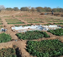 Tchad - Amdjarass : Un jardin partagé entre les Tchadiens et les réfugiés Soudanais pour une paix cultivée