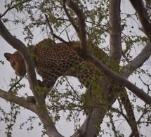 Tchad - Un joyau rare : l'observation d'un léopard au Parc National de Zakouma