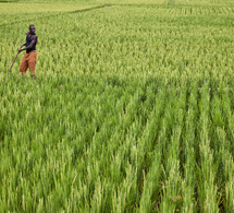 Tchad : don de 11,5 millions $ pour augmenter la production de riz grâce à l’irrigation à maîtrise totale de l’eau